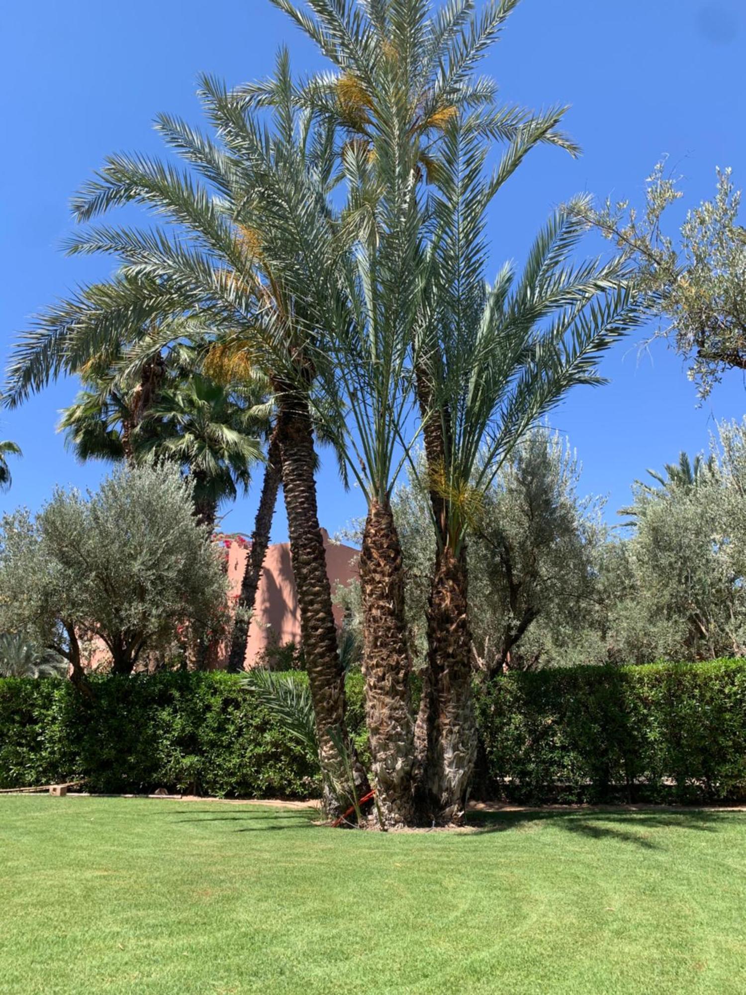 Villa Avec Piscine Privatisee A La Palmeraie مراكش المظهر الخارجي الصورة